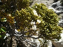 Whipcord Hebe (Veronica tetragona) displaying its distinctive four-sided branches and dense scale-like foliage