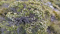 Topiary Hebe (Veronica topiaria) hero image