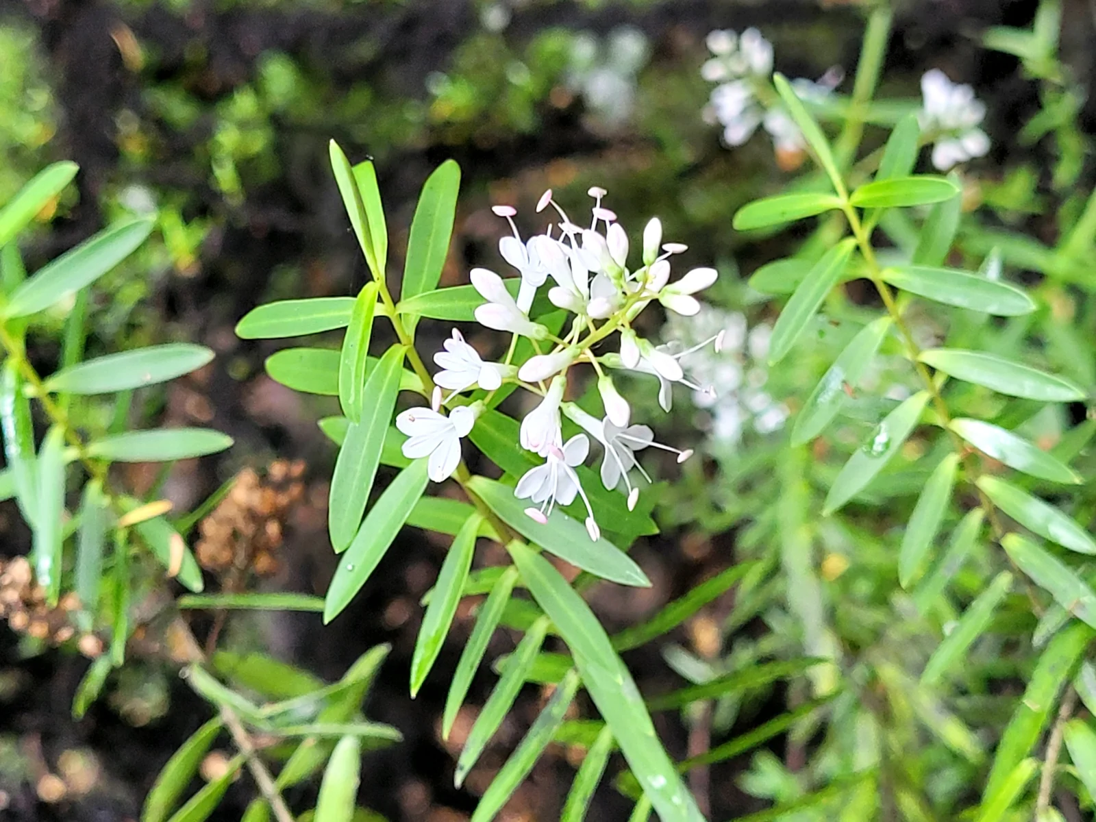 Veronica Traversii Native Plant (Veronica traversii)
