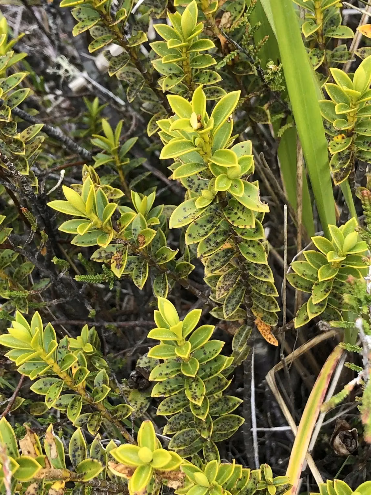 Veronica Venustula Native Plant (Veronica venustula)