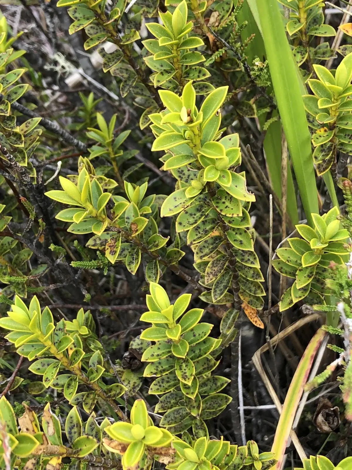 Veronica Venustula Native Plant (Veronica venustula)