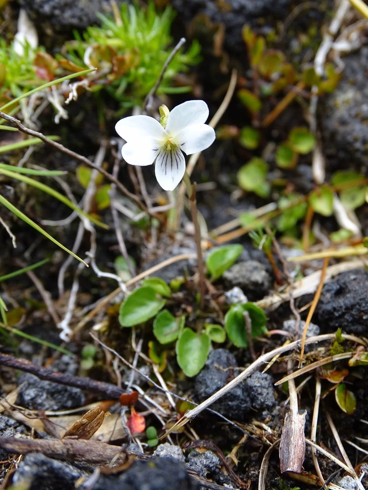 Viola Cunninghamii Native Plant (Viola cunninghamii)