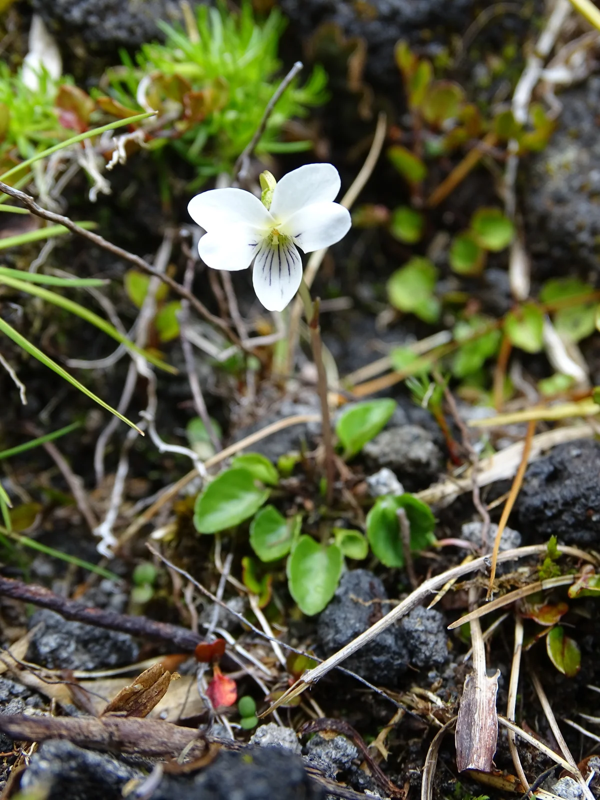 Viola Cunninghamii Native Plant (Viola cunninghamii)
