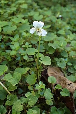 Forest Violet (Viola filicaulis)