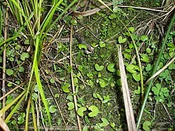 Native Violet (Viola lyallii)
