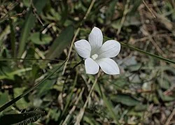 NZ Harebell (Wahlenbergia albomarginata) hero image