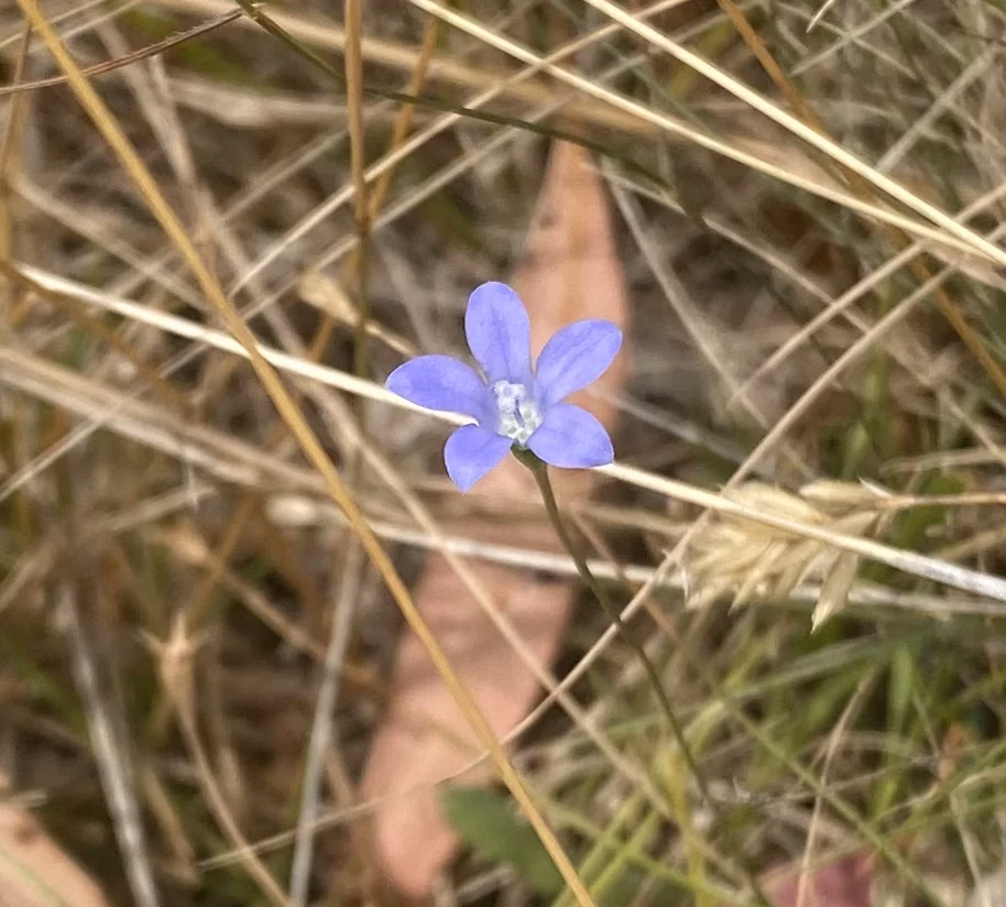 Coastal Harebell (Wahlenbergia gracilis)