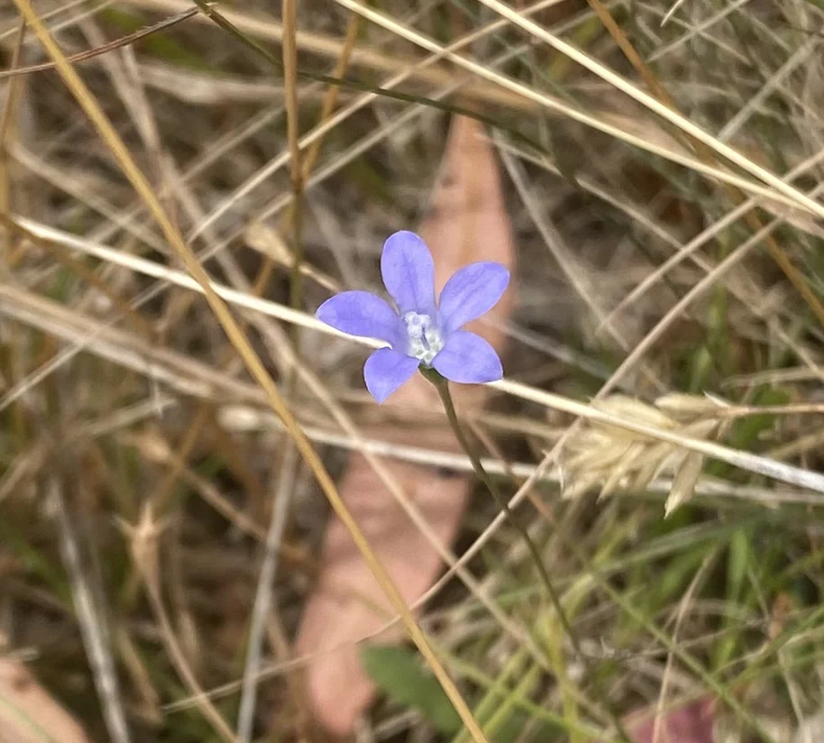 Coastal Harebell