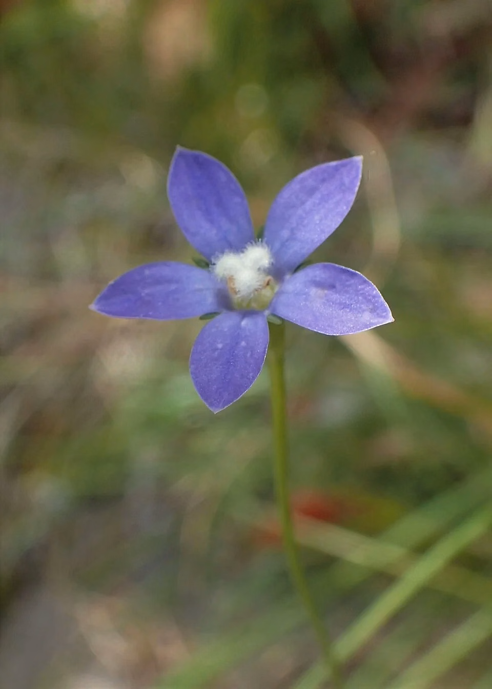 New Zealand Harebell