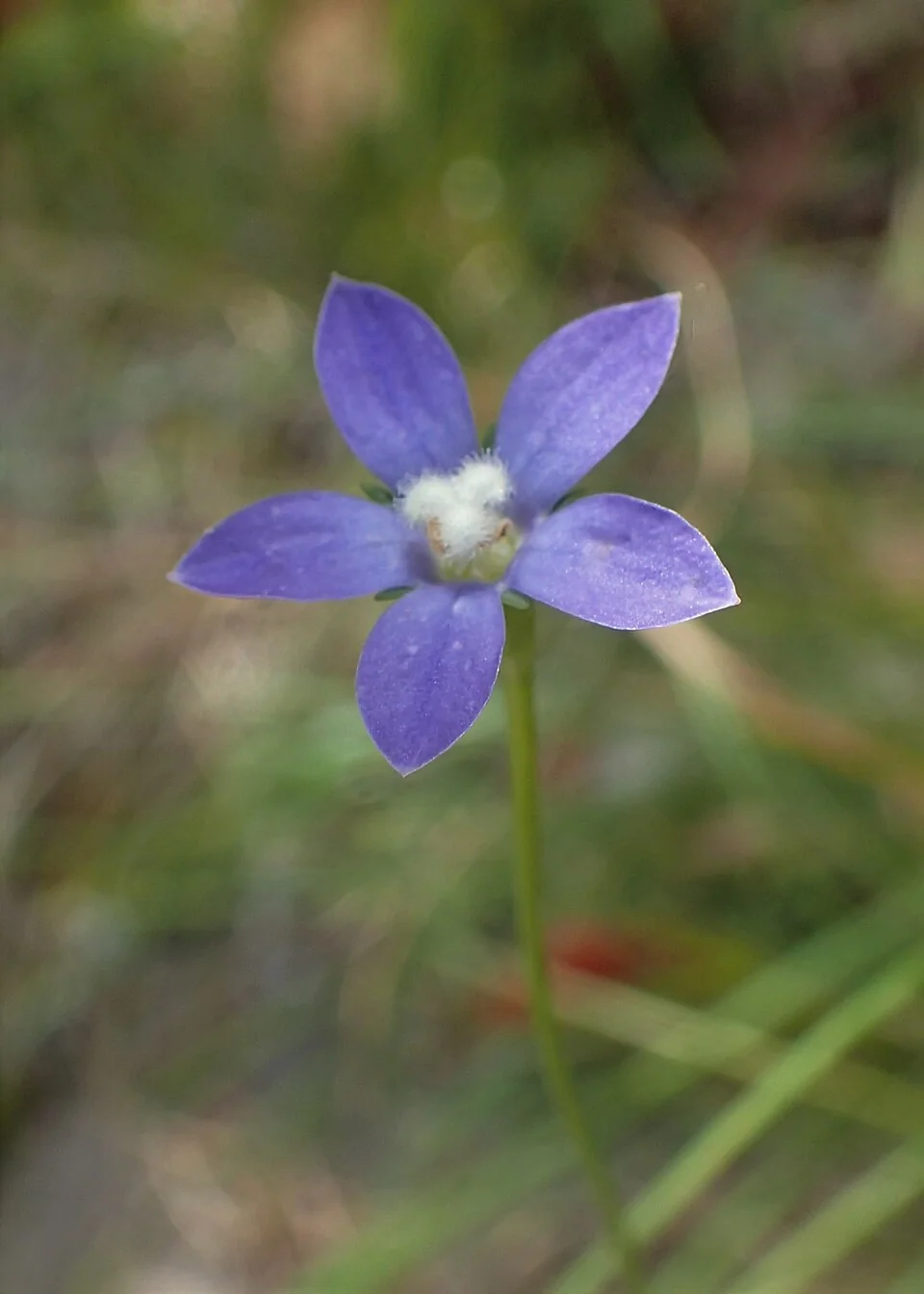 New Zealand Harebell (Wahlenbergia violacea) hero image