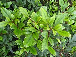 Kāmahi (Weinmannia racemosa) showing its distinctive compound leaves and masses of white flowers