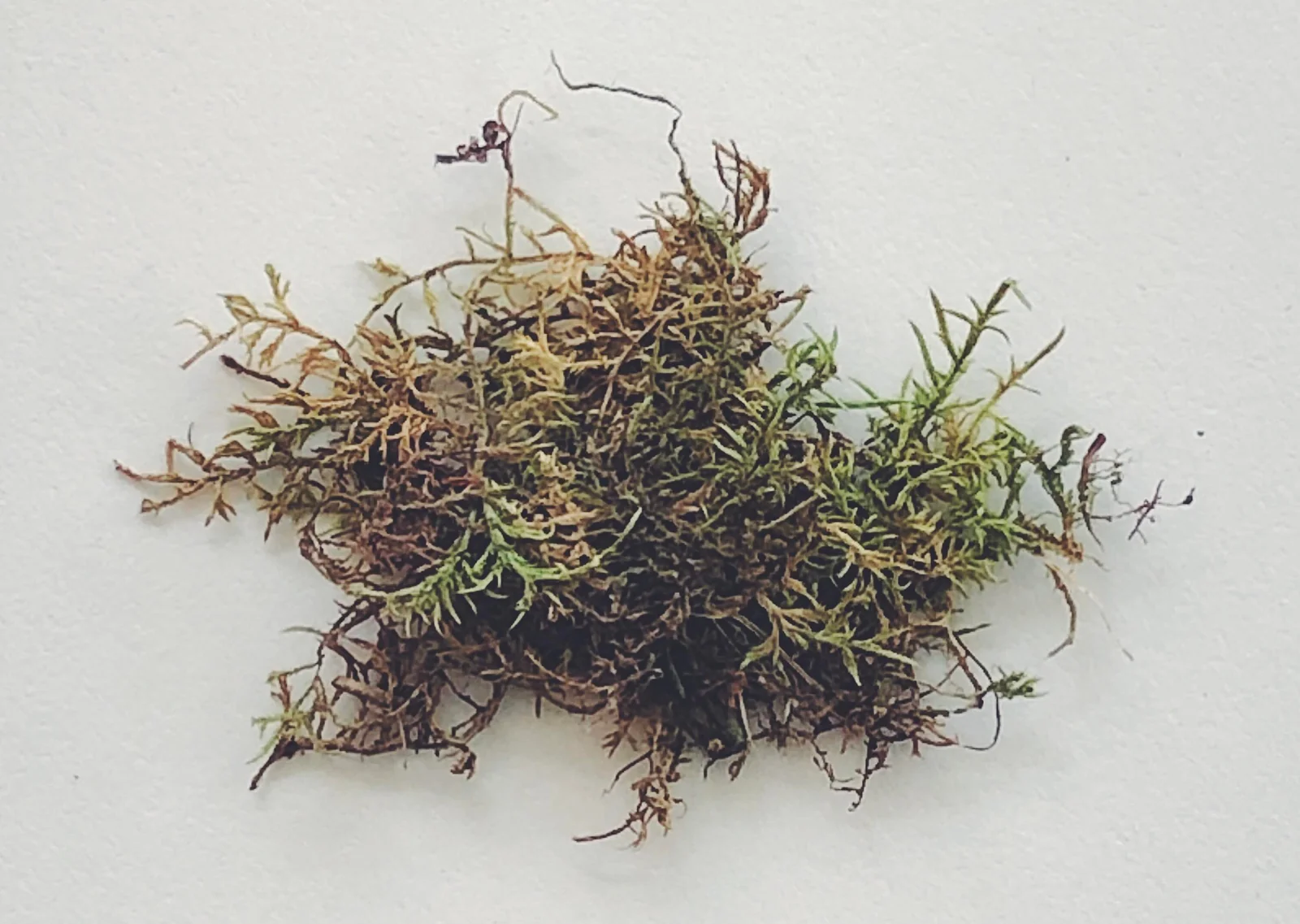 Wijkia Extenuata Native Plant (Wijkia extenuata)