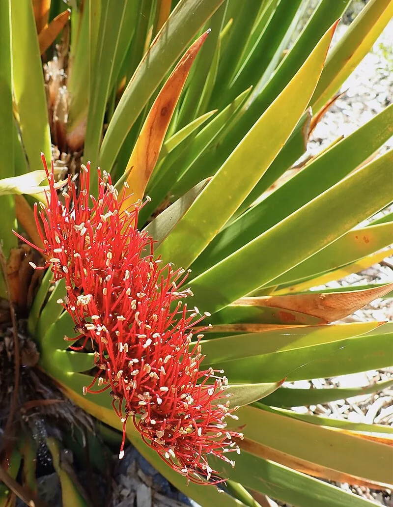 Poor Knights Lily (Xeronema callistemon)