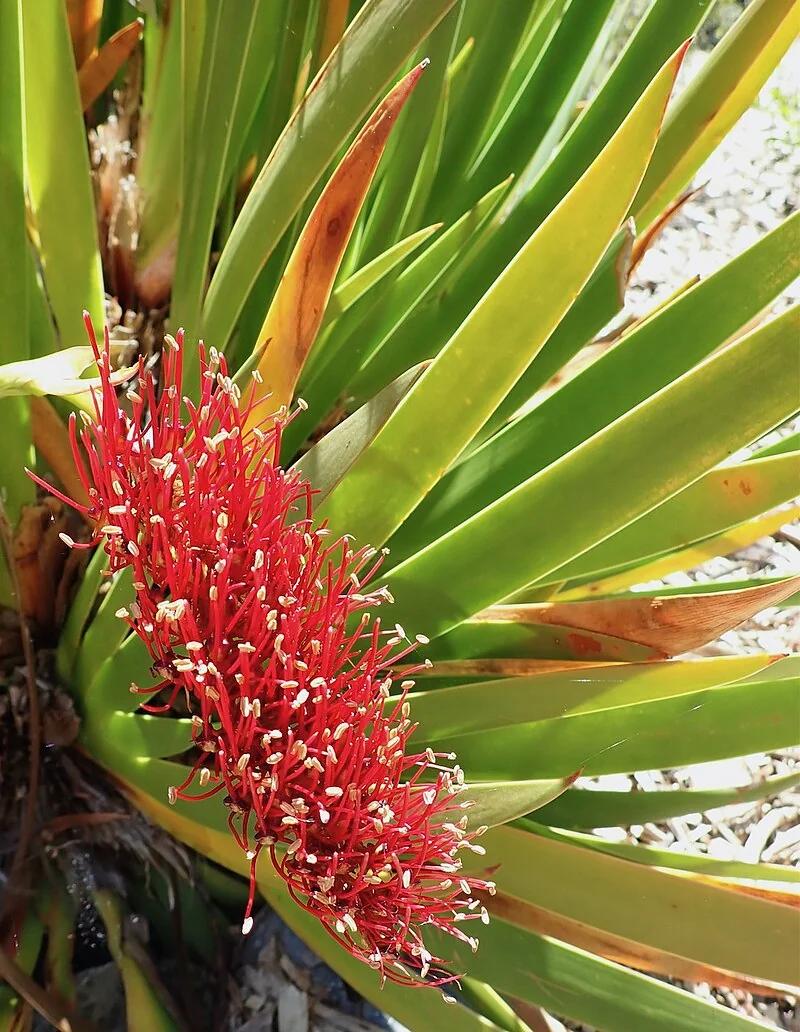 Poor Knights Lily (Xeronema callistemon) showing its spectacular red bottlebrush flowers and sword-like foliage