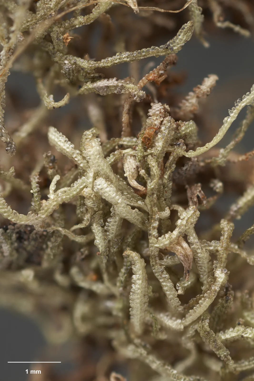 Zoopsis Nitida Native Plant (Zoopsis nitida)