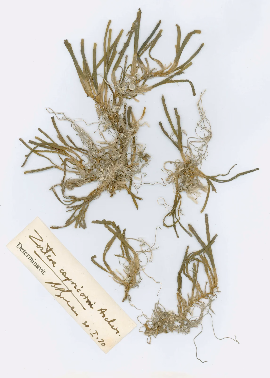 Zostera Capricorni Native Plant (Zostera capricorni)