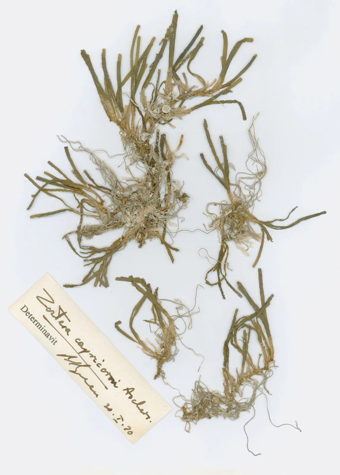 Zostera Capricorni Native Plant (Zostera capricorni)