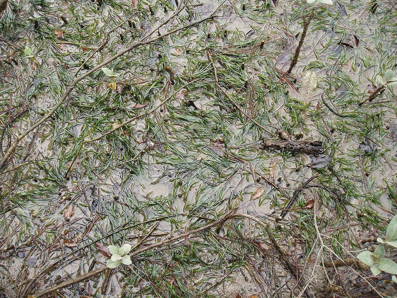 Seagrass (Zostera muelleri) hero image